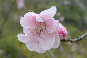 20160404　ゲンペイモモ(源平桃) ヤグチモモ(矢口桃)の花が咲き始めました (3)